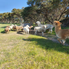 Load image into Gallery viewer, Farmlife - sheep with Alpacas
