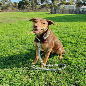 Pup wearing the eucalyptus and cream leash 