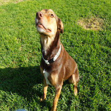 Load image into Gallery viewer, Pup wear the eucalyptus and cream collar
