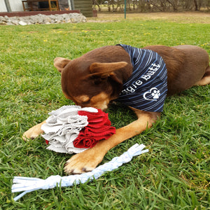 Kelpie pup playing with Medium Snuffle Ball