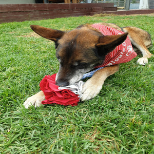 Dog with Medium Size Snuffle Ball