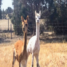 Load image into Gallery viewer, Alpacas - Wally and Twiddledum
