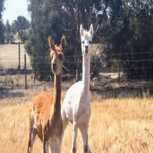 Alpacas - Wally and Twiddledum